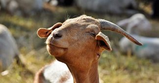 Greece Not kidding: Goats outnumber humans 12-to-1 on this Greek island