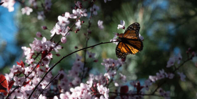 Biodiversit Lutter Durgence Contre La Disparition Des Insectes