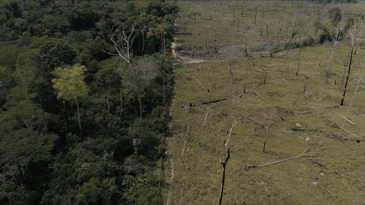 Pronounced Loss Of Amazon Rainforest Resilience Since The Early 2000s ...